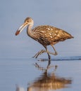 Limpkin walking to shore to open his mussel Royalty Free Stock Photo