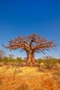 Limpopo Baobab tree Royalty Free Stock Photo