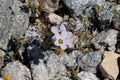 Linanthus Dianthiflorus Bloom - Coachella Valley Desert - 061122 Royalty Free Stock Photo