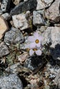 Linanthus Dianthiflorus Bloom - Coachella Valley Desert - 061122 Royalty Free Stock Photo