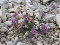 Linaria alpina Royalty Free Stock Photo