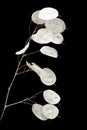 Linaria annua, silver dollar plant Royalty Free Stock Photo