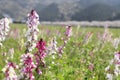 Linaria in flower bed at Naka river