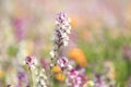 Linaria in flower bed at Naka river