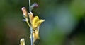 Linaria, toadflax