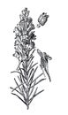 Linaria pelisseriana medicinal plant / Antique engraved illustration from from La Rousse XX Sciele