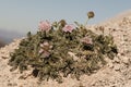 Linaria saturejoides subsp angusteolata endemism of the southeast of the Iberian Peninsula purple flower present in some mountains