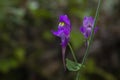 Linaria triornithophora purple flowers Royalty Free Stock Photo