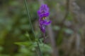 Linaria triornithophora purple flowers Royalty Free Stock Photo