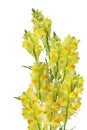 Linaria vulgaris Royalty Free Stock Photo