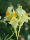 Linaria vulgaris Royalty Free Stock Photo