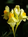 Linaria vulgaris Royalty Free Stock Photo