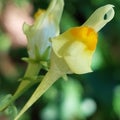 Linaria vulgaris Royalty Free Stock Photo