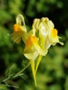 Linaria vulgaris Royalty Free Stock Photo