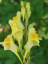 Linaria vulgaris Royalty Free Stock Photo