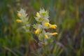 Linaria vulgaris common toadflax or butter-and-eggs in the natural environment of growth Royalty Free Stock Photo