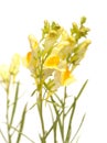 Linaria vulgaris ,common toadflax Royalty Free Stock Photo