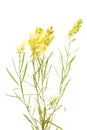 Linaria vulgaris ,common toadflax Royalty Free Stock Photo
