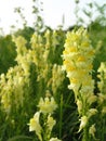 Linaria vulgaris, common toadflax, yellow toadflax or butter-and-eggs yellow flowers on the field. Many flowering like mouth of