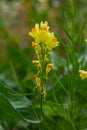 Linaria vulgaris common toadflax yellow wild flowers flowering on the meadow, small plants in bloom in the green grass. Flowering Royalty Free Stock Photo