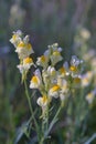 Linaria vulgaris common toadflax yellow wild flowers flowering on the meadow, small plants in bloom in the green grass. Royalty Free Stock Photo