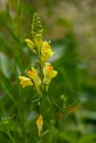 Linaria vulgaris common toadflax yellow wild flowers flowering on the meadow, small plants in bloom in the green grass. Flowering Royalty Free Stock Photo