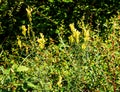 Linaria vulgaris common toadflax yellow wild flowers flowering on the meadow, small plants in bloom in the green grass Royalty Free Stock Photo