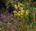 Linaria vulgaris common toadflax yellow wild flowers flowering on the meadow, small plants in bloom in the green grass Royalty Free Stock Photo