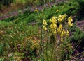 Linaria vulgaris common toadflax yellow wild flowers flowering on the meadow, small plants in bloom in the green grass Royalty Free Stock Photo