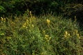 Linaria vulgaris common toadflax yellow wild flowers flowering on the meadow, small plants in bloom in the green grass Royalty Free Stock Photo