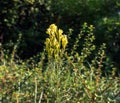 Linaria vulgaris common toadflax yellow wild flowers flowering on the meadow, small plants in bloom in the green grass Royalty Free Stock Photo