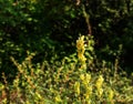 Linaria vulgaris common toadflax yellow wild flowers flowering on the meadow, small plants in bloom in the green grass Royalty Free Stock Photo