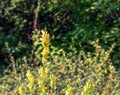 Linaria vulgaris common toadflax yellow wild flowers flowering on the meadow, small plants in bloom in the green grass Royalty Free Stock Photo