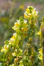 Linaria vulgaris, names are common toadflax, yellow toadflax, or butter-and-eggs, blooming in the summer Royalty Free Stock Photo