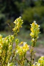 Linaria vulgaris, names are common toadflax, yellow toadflax, or butter-and-eggs, blooming in the summer Royalty Free Stock Photo