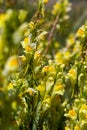 Linaria vulgaris, names are common toadflax, yellow toadflax, or butter-and-eggs, blooming in the summer Royalty Free Stock Photo