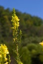 Linaria vulgaris, names are common toadflax, yellow toadflax, or butter-and-eggs, blooming in the summer Royalty Free Stock Photo
