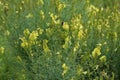 Linaria vulgaris, names are common toadflax, yellow toadflax, or butter-and-eggs, blooming in the summer Royalty Free Stock Photo