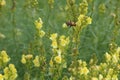 Linaria vulgaris, names are common toadflax, yellow toadflax, or butter-and-eggs, blooming in the summer Royalty Free Stock Photo