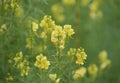 Linaria vulgaris, names are common toadflax, yellow toadflax, or butter-and-eggs, blooming in the summer Royalty Free Stock Photo