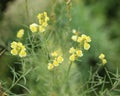 Linaria vulgaris, names are common toadflax, yellow toadflax, or butter-and-eggs, blooming in the summer Royalty Free Stock Photo