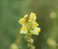 Linaria vulgaris, names are common toadflax, yellow toadflax, or butter-and-eggs, blooming in the summer Royalty Free Stock Photo