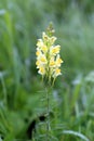 Linaria vulgaris Royalty Free Stock Photo