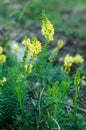 Linaria vulgaris- toadfloax