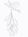 Linart illustration of berries, hand-drawn digital ink. Isolates, single element