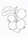 Linart illustration of berries, sketch drawn by digital hands, in high resolution