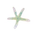 Linckia laevigata sea ocean starfish composition watercolor illustration isolated on white background base for printing Royalty Free Stock Photo