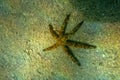 Linckia multifora Colored Starfish in the Ophidiasteridae family in the Red Sea, Egypt. Its common names include Linckia. Royalty Free Stock Photo