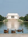 Lincoln Memorial Ducks
