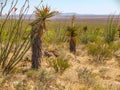 Tularosa Basin in Southern New Mexico Royalty Free Stock Photo